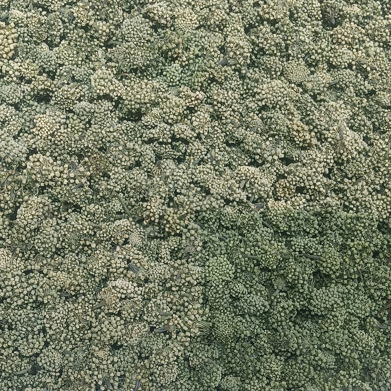 三七花与合作基础展示