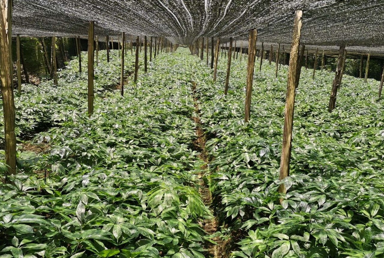 云南药材栽培与基地管理场景